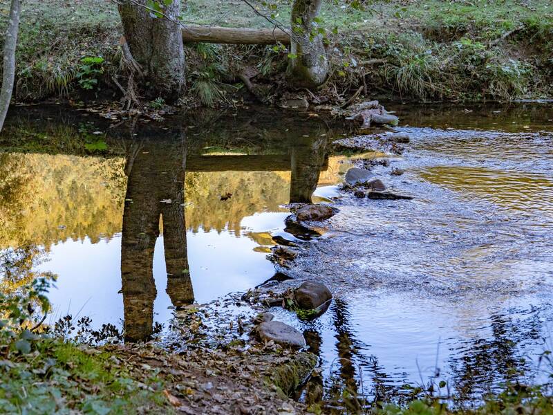 Ein ruhiger Fluss fließt durch einen Wald, wobei die herbstfarbenen Baumwipfel sich malerisch auf der Wasseroberfläche spiegeln.