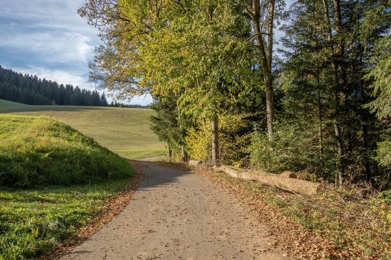 Ein Schotterweg verläuft am Waldrand neben einer Wiese bei sonnigem Wetter.